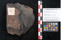 Foto (Objekt + Etikett) von Banksia novae zeelandiae Ettingshausen (NHMW-GEO-2024-0188-10269)